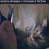 Кошка любит птичек из Тик Тока