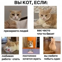 Кот