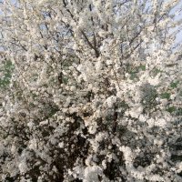 Cherry Plum Blossoms 2024 7