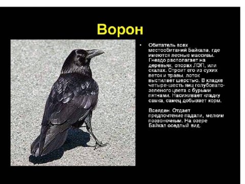 Ворон