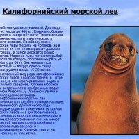 Калифорнийский морской лев