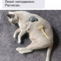 Стехи