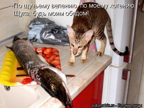 Будь моим обедом!